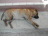 В Гонконге серийный убийца собак вновь вышел на тропу войны