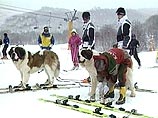 Двум сенбернарам, живущим на самом северном острове Японии Хоккайдо, пришлось научиться ездить на лыжах