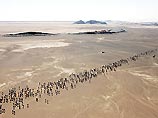"Марафон в песках" покоряется двум братьям из Марокко