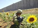 Ариэль Шарон: дополнительной эвакуации еврейских поселений не будет Ариэль Шарон: дополнительной эвакуации еврейских поселений не будет