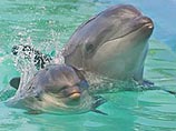 В гавайском аквапарке у гибрида дельфина и косатки родился детеныш