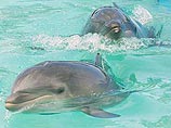 В гавайском аквапарке у гибрида дельфина и косатки родился детеныш