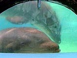 В гавайском аквапарке у гибрида дельфина и косатки родился детеныш (ФОТО)