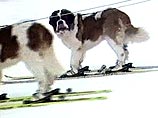 Две собаки в Японии научились кататься на лыжах 
