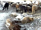 Иркутская область окажет гуманитарную помощь Монголии
