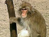 Стая обезьян напала на индийскую деревню, напившись настойки из листьев марихуаны, приготовленной к религиозному празднику Стая обезьян напала на индийскую деревню, напившись настойки из листьев марихуаны, приготовленной к религиозному празднику