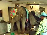 Изрядную панику в парке детских аттракционов Сеула вызвали 6 слонов, которые сбежали во время подготовки к цирковому представлению и носились по городу, пока не были пойманы полицией