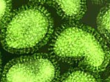 Всемирная организация здравоохранения (ВОЗ) обнаружила образцы опасного вируса гриппа штамма H2N2, ранее потерявшиеся в Ливане и Южной Корее. Контейнеры с вирусом по ошибке разослали американские ученые