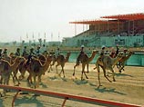 Роботы составят конкуренцию людям на верблюжьих скачках в Катаре