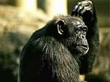 В США ученые пытаются научить человекообразных обезьян языку, музыке и искусствам В США ученые пытаются научить человекообразных обезьян языку, музыке и искусствам