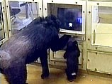 Как передает НТВ, это открытие было сделано в ходе наблюдений за двумя шимпанзе - матерью и сыном
