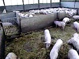 В Великобритании зафиксирована вспышка эпидемии ящура В Великобритании зафиксирована вспышка эпидемии ящура