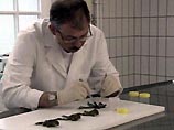 В Европе эпидемия взрывающихся жаб: теперь земноводные пухнут и в Дании (ВЕРСИИ, ФОТО)