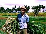 На Кубе будут вырабатывать электричество из сахарного тростника
