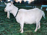 Белорусские ученые создадут козу с человеческим геном