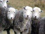 Представитель Организации освобождения животных Южной Австралии Ральф Ханхаузер в ноябре 2003 года подсыпал в корм овцам в Портланде перемолотую ветчину