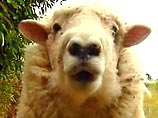 Для овец это не представляло никакого вреда, однако скот, наевшийся корма со свининой, становился непригодным для поставок в мусульманские страны