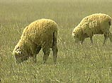 Австралийский "зеленый" препятствовал экспорту овец на Ближний восток, закармливая их свининой 