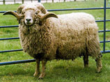 В Австралии судят противника экспорта овец в мусульманские страны