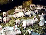 Сегодня ветслужба России вслед за Евросоюзом приняла решение приостановить ввоз свинины из Великобритании в связи со вспышкой там эпидемией ящура