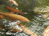 В Мещерское озеро нижегородские школьники выпустят около тонны живой рыбы
