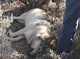 В Крыму впервые за последние 30 лет застрелен волк
