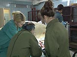 Европейские стоматологи вырвали зубы белому медведю в московском зоопарке (ФОТО, ВИДЕО)