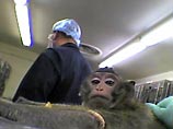 В США защитники прав животных обвинили лабораторию в Северной Вирджинии в том, что на там проводились жестокие опыты с избиением и удушением обезьян