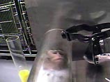 В США в лаборатории жестоко пытали обезьян: их душили и избивали (ВИДЕО)