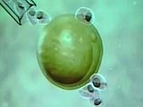Южнокорейские ученые вырастили уникальные стволовые клетки 