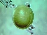 Южнокорейские ученые вырастили уникальные стволовые клетки Южнокорейские ученые вырастили уникальные стволовые клетки
