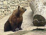 В польском зоопарке медведь растерзал женщину, которая упала к нему в загон В польском зоопарке медведь растерзал женщину, которая упала к нему в загон