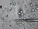 Британские ученые успешно клонировали человеческий эмбрион Британские ученые успешно клонировали человеческий эмбрион