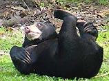 Малайский медведь (бируанг) - самый маленький в семействе медведей. Он водится в лесах Бирмы, Южного Китая, в Таиланде и на Калимантане