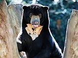 На глазах сотен посетителей в зоопарке Киева утонула маленькая "солнечная" медведица