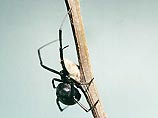 Яд паука "Черная вдова" стимулирует мужскую потенцию, установили ученые
