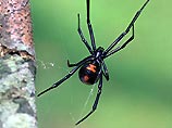 Самка паука Черная вдова выбирает сперму с умом 