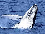 На побережье Франции спасен оказавшийся на мели кит-полосатик