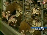 В Туле нет человеческих жертв энергоаварии, но на птицефабрике погибли 200 тысяч цыплят (ФОТО) В Туле нет человеческих жертв энергоаварии, но на птицефабрике погибли 200 тысяч цыплят (ФОТО)