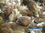 На подмосковных птицефабриках идет захоронение миллиона кур