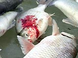 В Латвии запретили продавать в магазинах живую рыбу и моллюсков из-за "плохих условий их содержания"