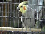 Нелегальная торговля дикими животными прибыльнее торговли оружием Нелегальная торговля дикими животными прибыльнее торговли оружием
