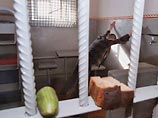 Европейский суд удовлетворил иск россиянина по жалобе на "бесчеловечное" обращение в СИЗО Европейский суд удовлетворил иск россиянина по жалобе на "бесчеловечное" обращение в СИЗО