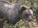 Три американских штата страдают от нашествия медведей гризли