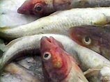 В Латвии запрет на продажу в магазинах живой рыбы из-за "нарушения ее прав" вызвал "рыбную войну"