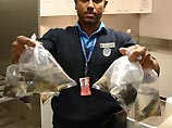После небольшого осмотра работники аэропорта обнаружили, что женщина закрепила на фартуке под юбкой пластиковые, наполненные водой, пакеты с рыбками, сообщила австралийская таможенная служба во вторник