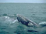 На Чукотке начался сезон охоты на китов, занесенных в Красную Книгу