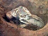 В Бразилии найдены останки самого древнего крокодила (ФОТО) В Бразилии найдены останки самого древнего крокодила (ФОТО)