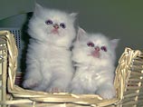 Два безобидных котенка стали причиной разрушительного пожара в частном доме в Японии Два безобидных котенка стали причиной разрушительного пожара в частном доме в Японии