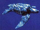 Возраст вида кожистых черепах составляет 65 млн лет. Они могут погружаться на глубину до 1000 метров, охотясь за своей излюбленной пищей &#8211; медузами. Они каждый год мигрируют на сотни километров и даже способны находиться в арктических водах